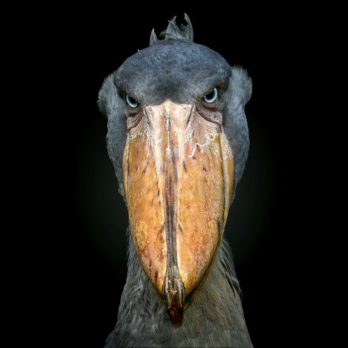 This Photographer Takes Captivating Portraits Of Wild Animals (32 New Pics)