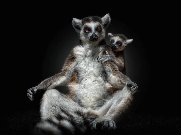 This Photographer Takes Captivating Portraits Of Wild Animals (32 New Pics)