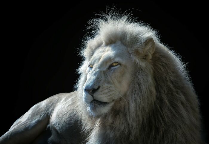 This Photographer Takes Captivating Portraits Of Wild Animals (32 New Pics)