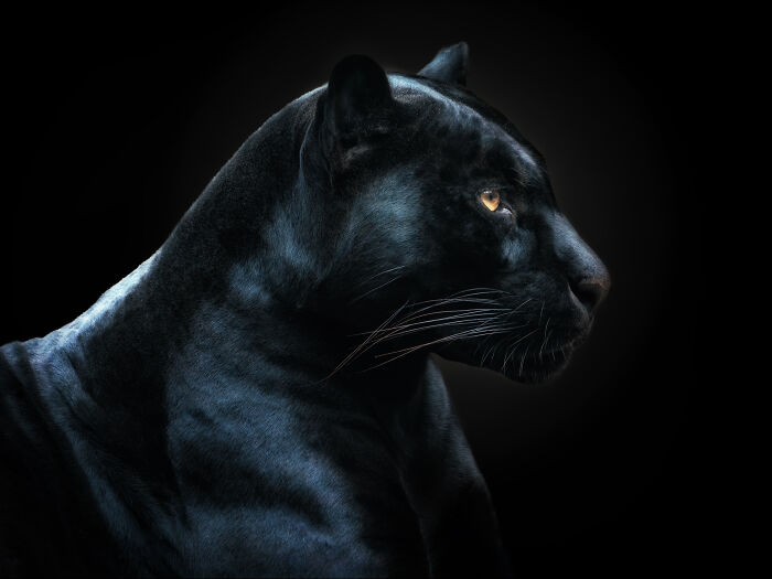 This Photographer Takes Captivating Portraits Of Wild Animals (32 New Pics)