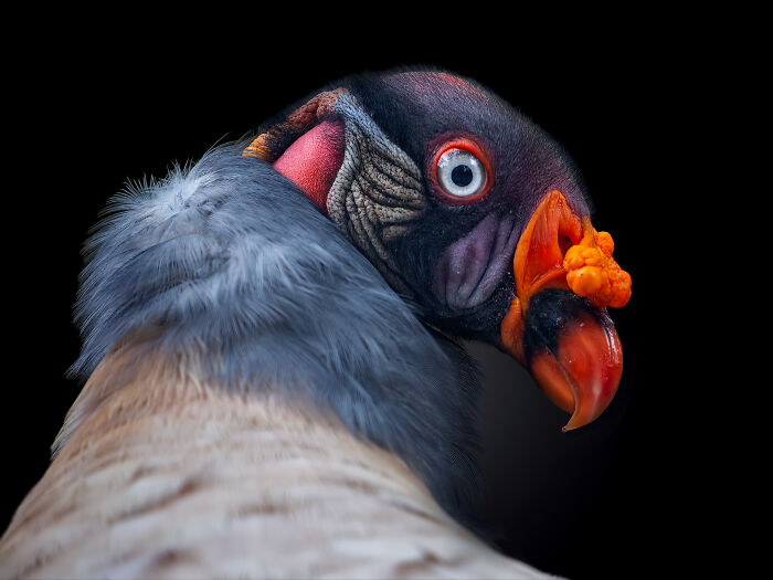 This Photographer Takes Captivating Portraits Of Wild Animals (32 New Pics)