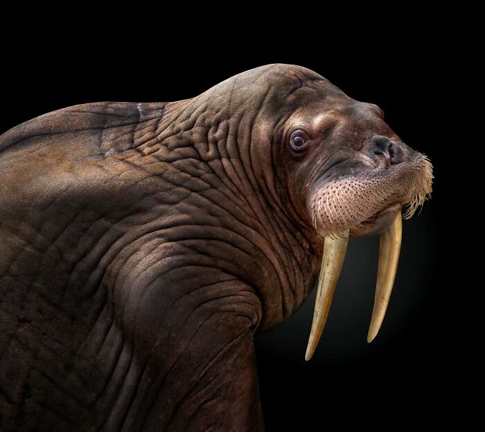 This Photographer Takes Captivating Portraits Of Wild Animals (32 New Pics)