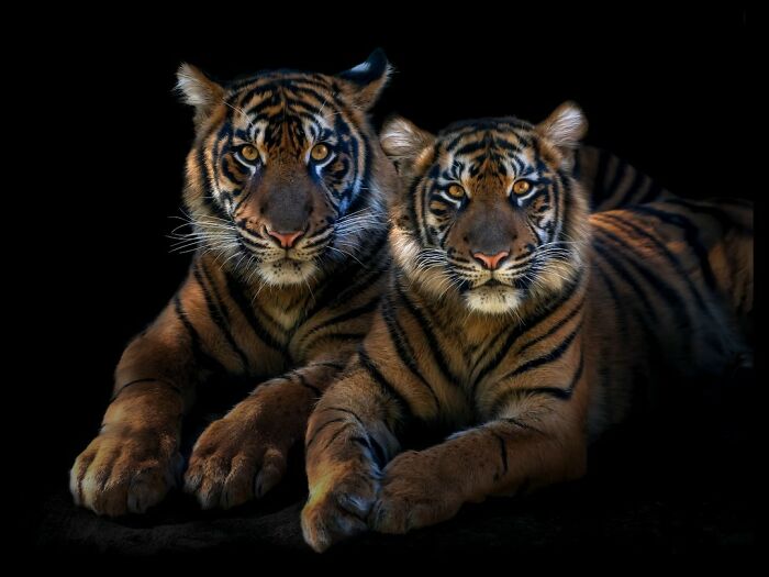 This Photographer Takes Captivating Portraits Of Wild Animals (32 New Pics)