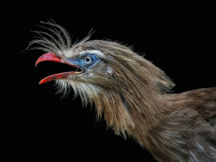 This Photographer Takes Captivating Portraits Of Wild Animals (32 New Pics)