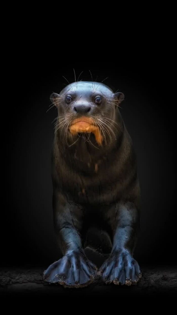 This Photographer Takes Captivating Portraits Of Wild Animals (32 New Pics)