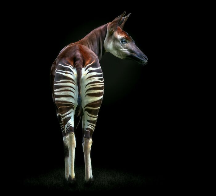 This Photographer Takes Captivating Portraits Of Wild Animals (32 New Pics)