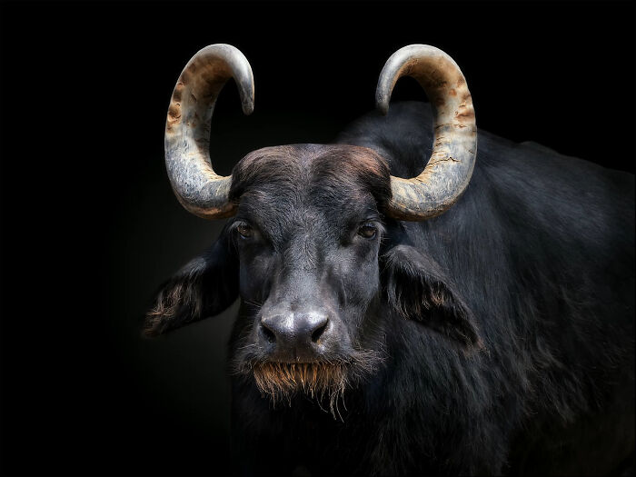 This Photographer Takes Captivating Portraits Of Wild Animals (32 New Pics)