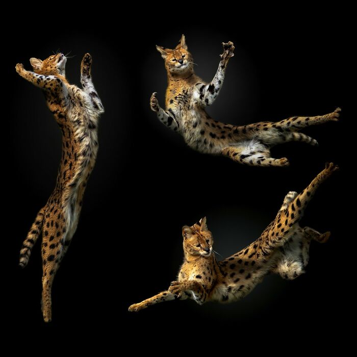 This Photographer Takes Captivating Portraits Of Wild Animals (32 New Pics)
