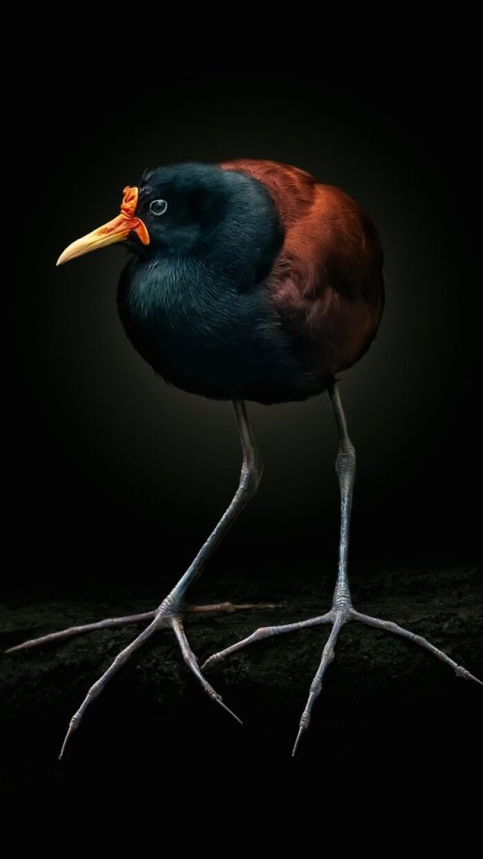 This Photographer Takes Captivating Portraits Of Wild Animals (32 New Pics)