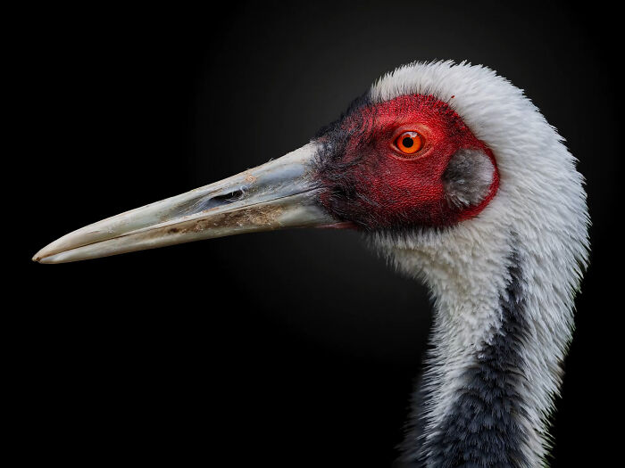 This Photographer Takes Captivating Portraits Of Wild Animals (32 New Pics)