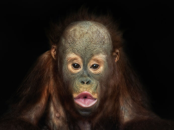 This Photographer Takes Captivating Portraits Of Wild Animals (32 New Pics)