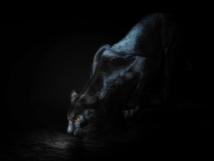 This Photographer Takes Captivating Portraits Of Wild Animals (32 New Pics)