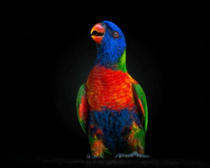 This Photographer Takes Captivating Portraits Of Wild Animals (32 New Pics)