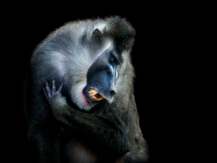 This Photographer Takes Captivating Portraits Of Wild Animals (32 New Pics)