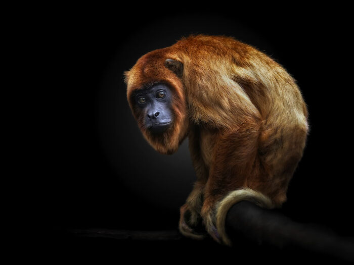 This Photographer Takes Captivating Portraits Of Wild Animals (32 New Pics)