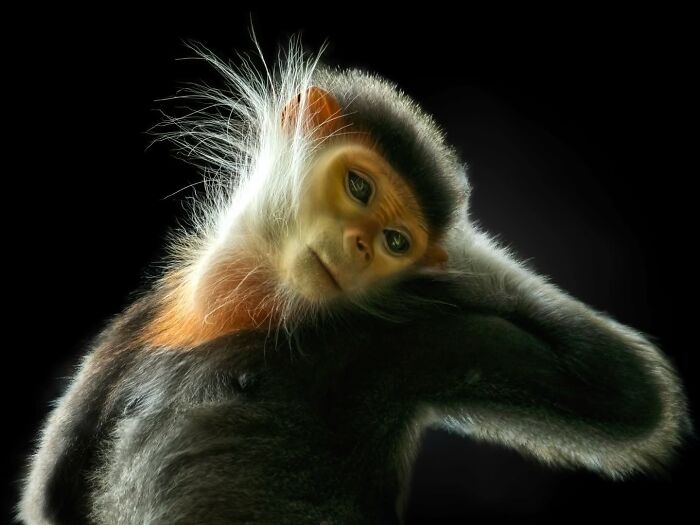 This Photographer Takes Captivating Portraits Of Wild Animals (32 New Pics)