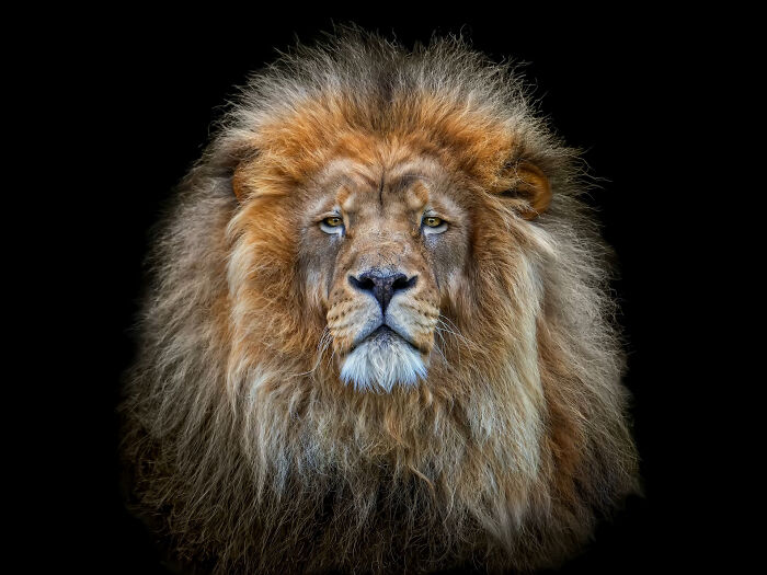 This Photographer Takes Captivating Portraits Of Wild Animals (32 New Pics)