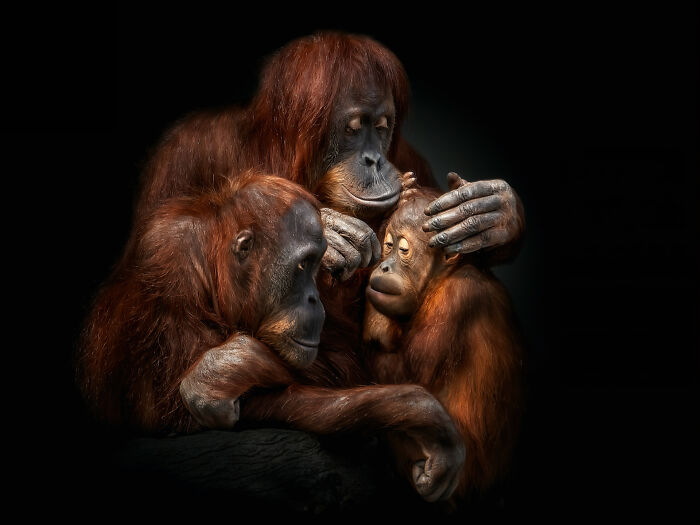 This Photographer Takes Captivating Portraits Of Wild Animals (32 New Pics)