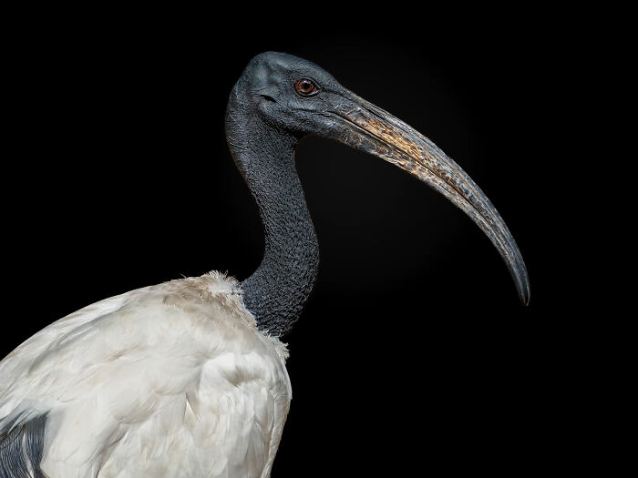 This Photographer Takes Captivating Portraits Of Wild Animals (32 New Pics)