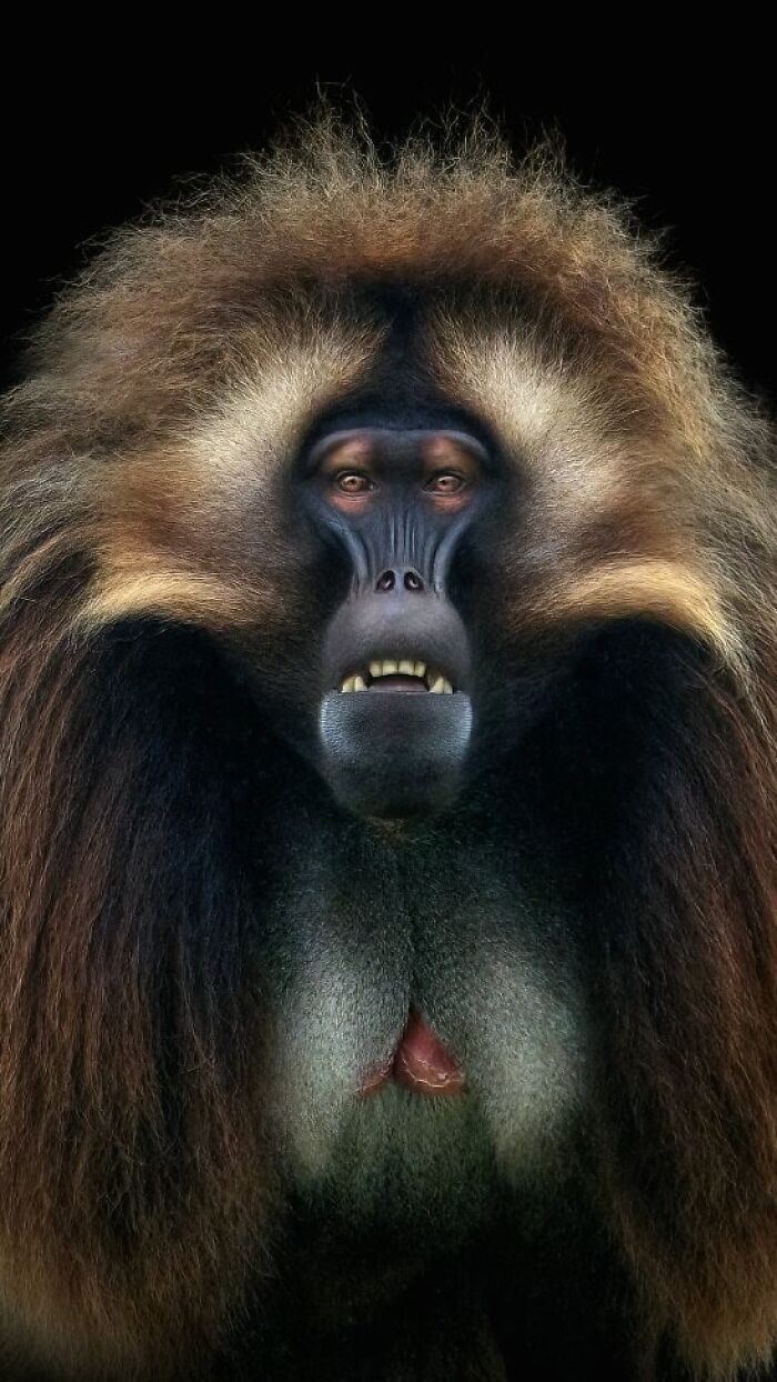 This Photographer Takes Captivating Portraits Of Wild Animals (32 New Pics)