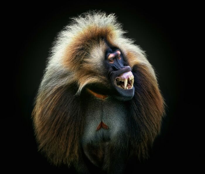 This Photographer Takes Captivating Portraits Of Wild Animals (32 New Pics)