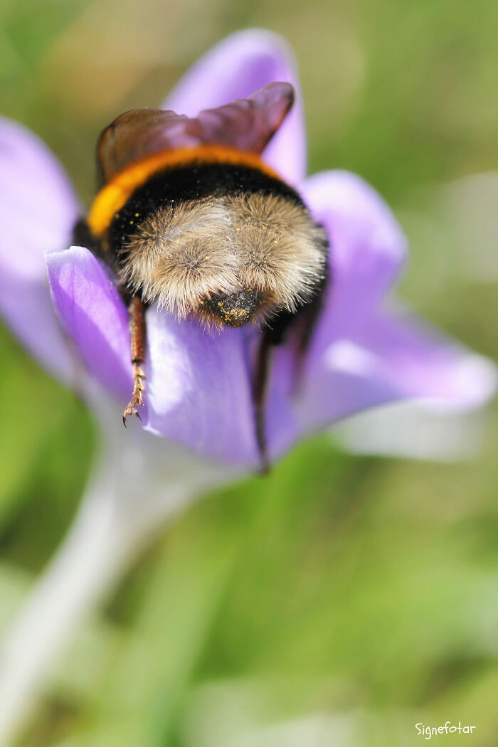 50 Stunning Macro Photos That Reveal The Beauty In Tiny Details
