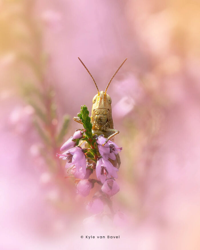 50 Stunning Macro Photos That Reveal The Beauty In Tiny Details