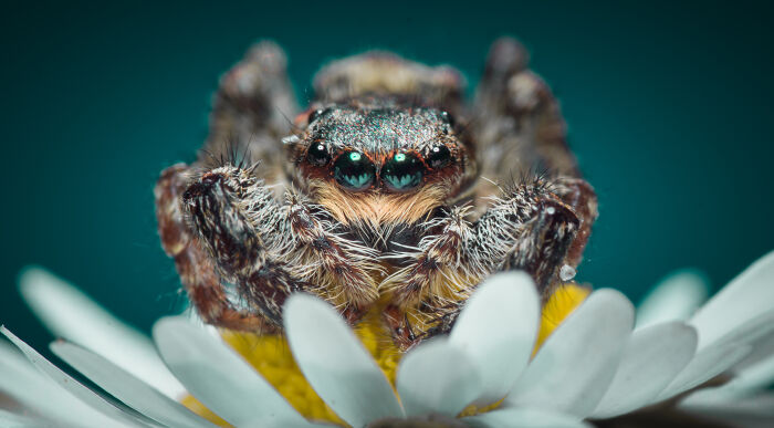 50 Stunning Macro Photos That Reveal The Beauty In Tiny Details