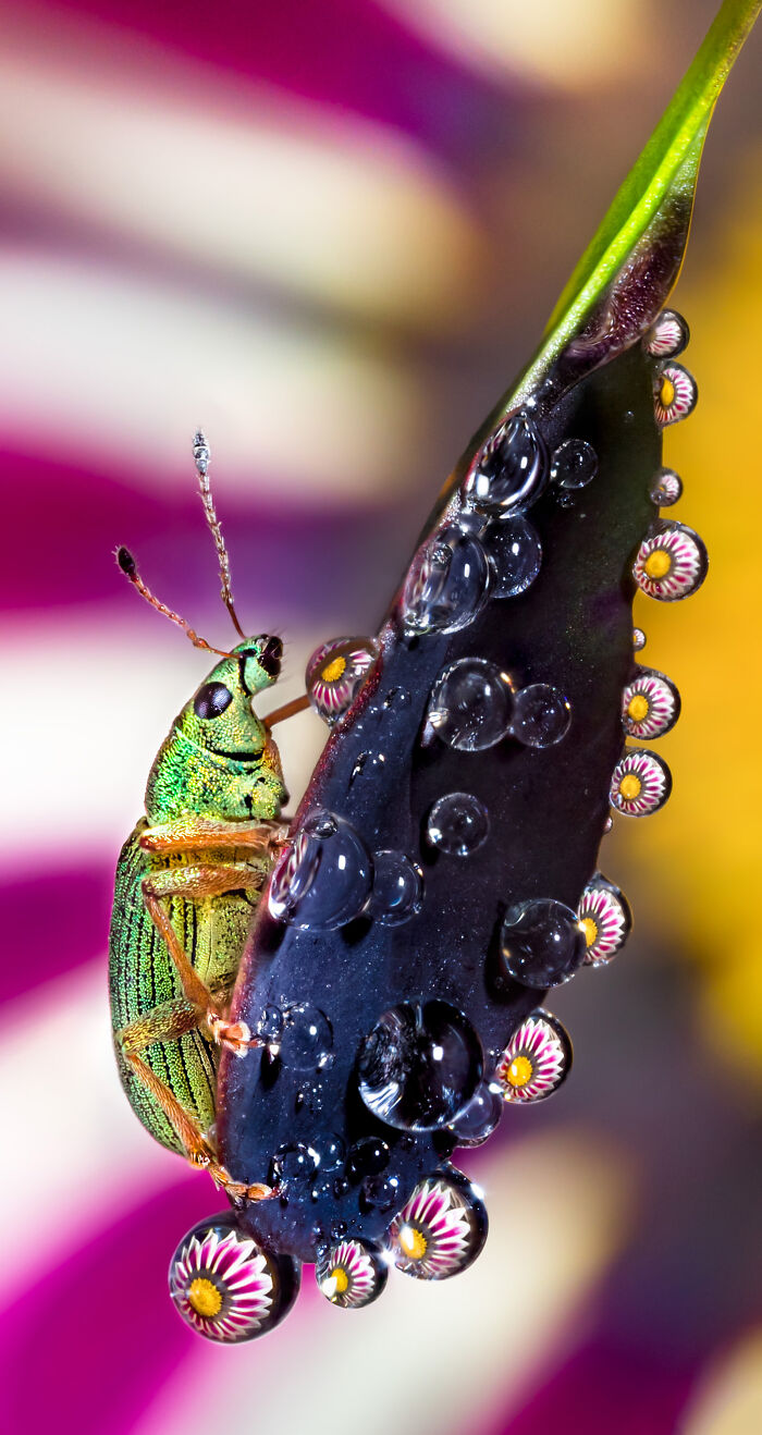 50 Stunning Macro Photos That Reveal The Beauty In Tiny Details