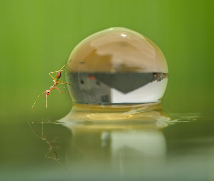 50 Stunning Macro Photos That Reveal The Beauty In Tiny Details