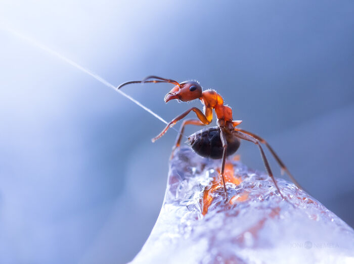 50 Stunning Macro Photos That Reveal The Beauty In Tiny Details