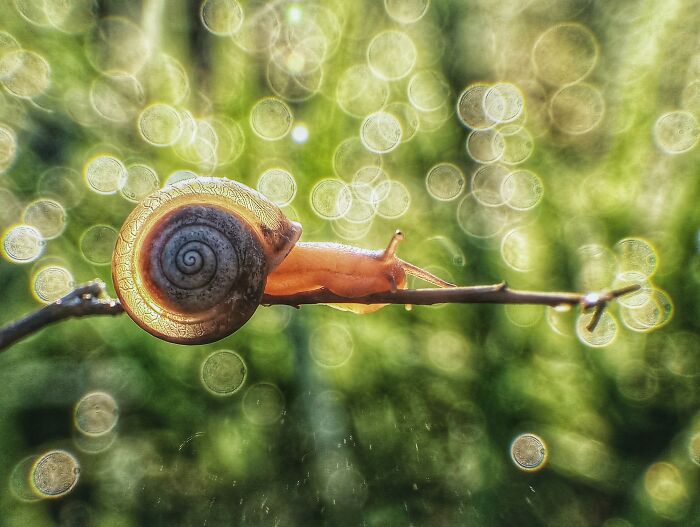 50 Stunning Macro Photos That Reveal The Beauty In Tiny Details