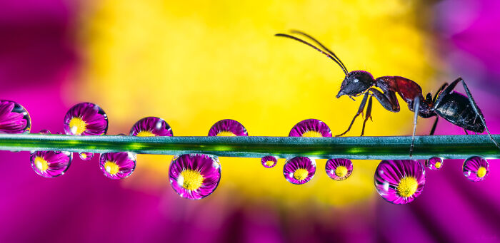 50 Stunning Macro Photos That Reveal The Beauty In Tiny Details