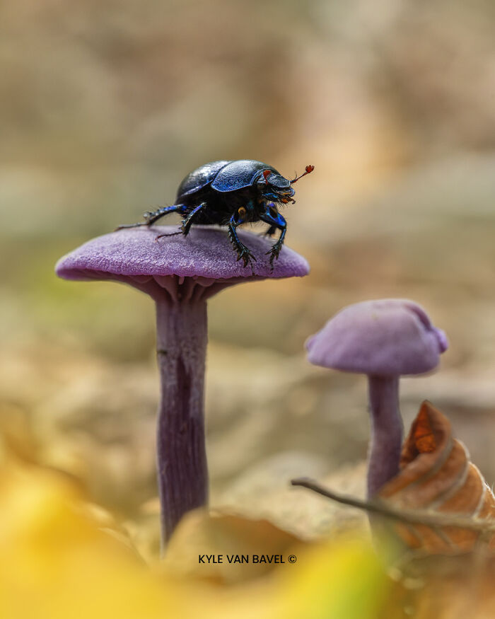 50 Stunning Macro Photos That Reveal The Beauty In Tiny Details