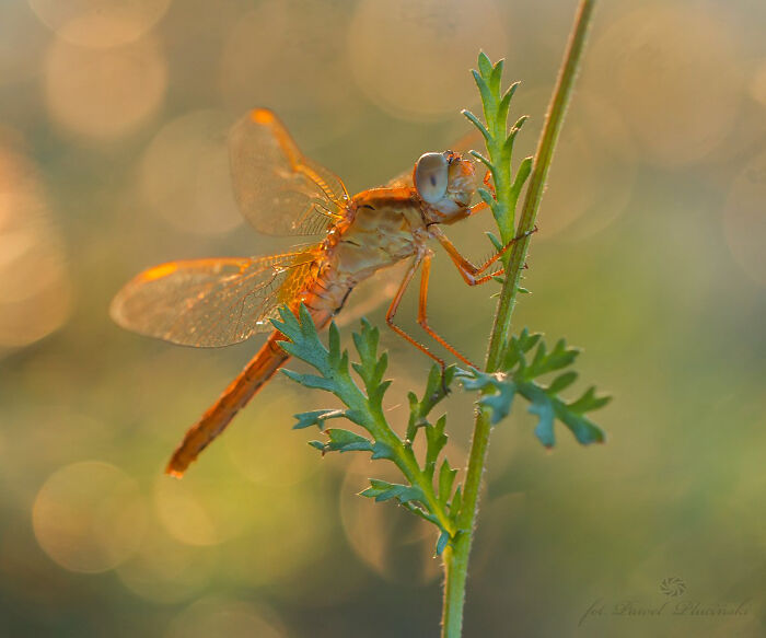 50 Stunning Macro Photos That Reveal The Beauty In Tiny Details