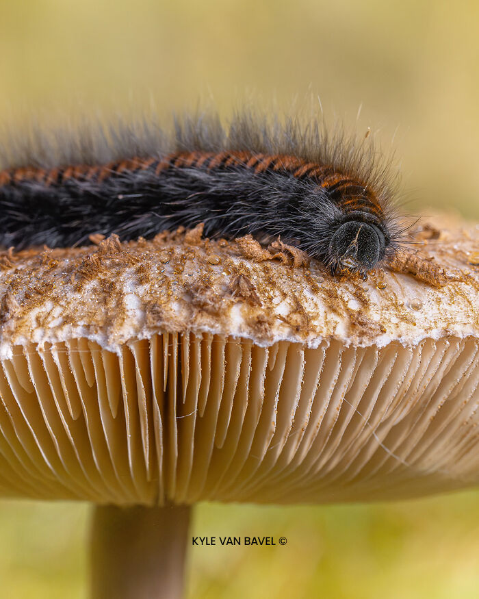 50 Stunning Macro Photos That Reveal The Beauty In Tiny Details