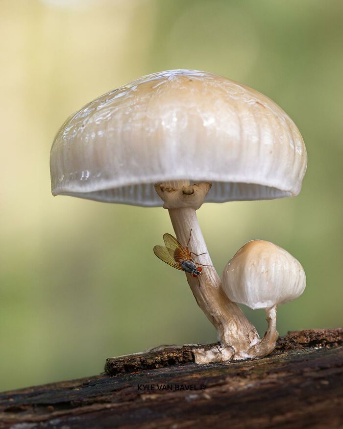 50 Stunning Macro Photos That Reveal The Beauty In Tiny Details