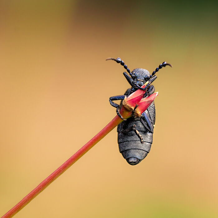 50 Stunning Macro Photos That Reveal The Beauty In Tiny Details