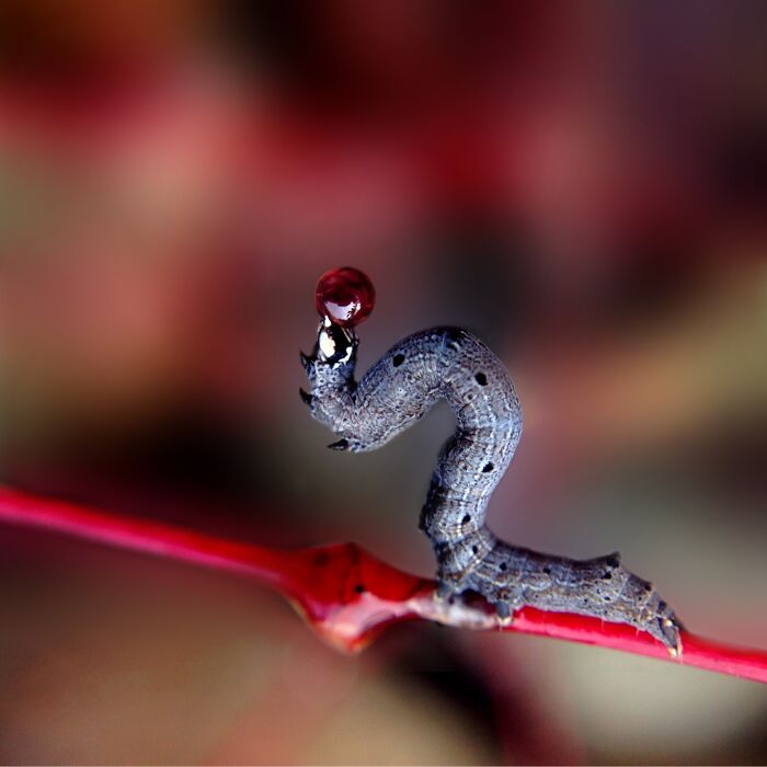 50 Stunning Macro Photos That Reveal The Beauty In Tiny Details