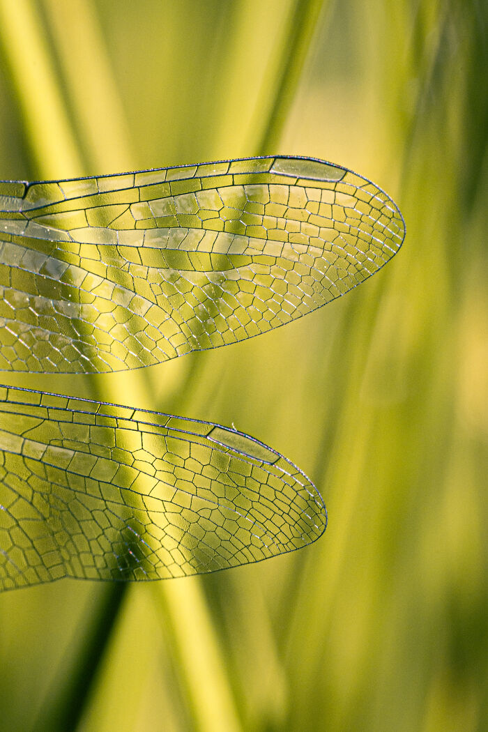 50 Stunning Macro Photos That Reveal The Beauty In Tiny Details