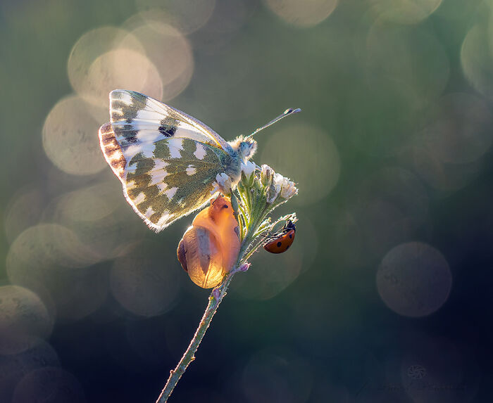 50 Stunning Macro Photos That Reveal The Beauty In Tiny Details