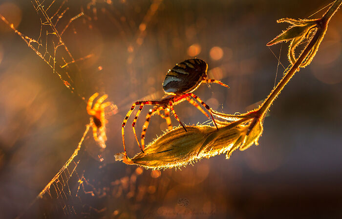 50 Stunning Macro Photos That Reveal The Beauty In Tiny Details