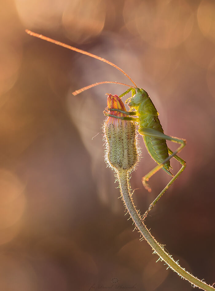 50 Stunning Macro Photos That Reveal The Beauty In Tiny Details