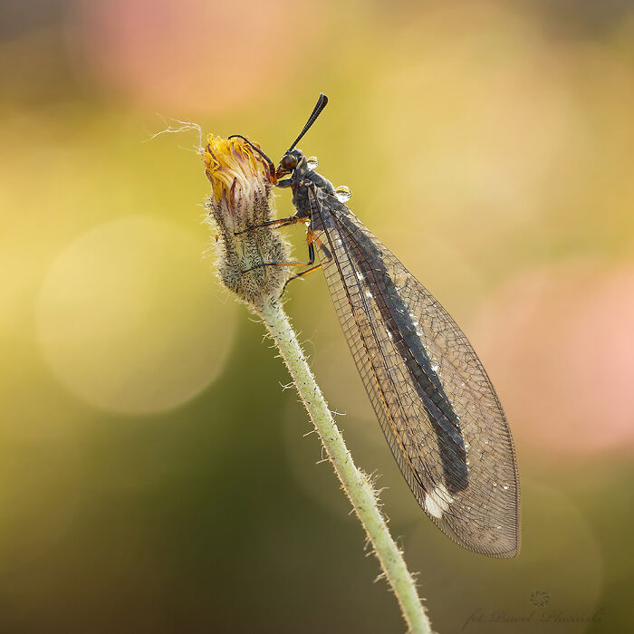 50 Stunning Macro Photos That Reveal The Beauty In Tiny Details