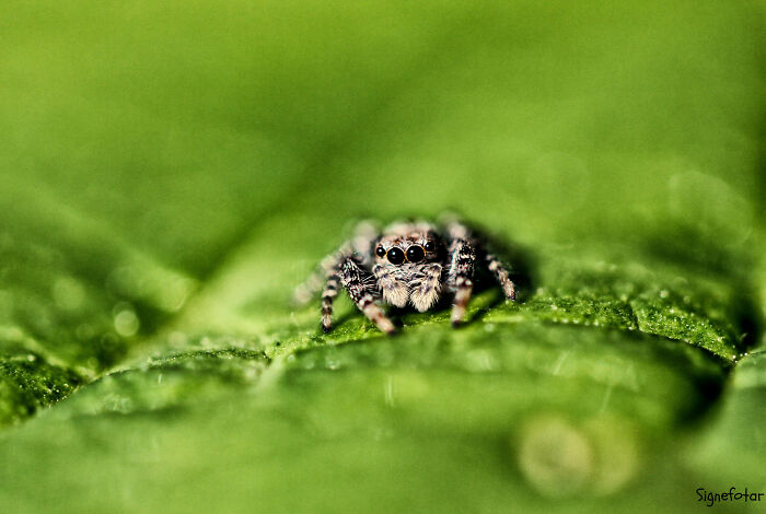 50 Stunning Macro Photos That Reveal The Beauty In Tiny Details