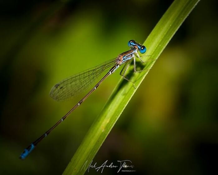50 Stunning Macro Photos That Reveal The Beauty In Tiny Details