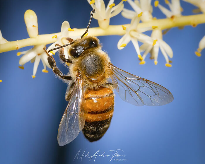 50 Stunning Macro Photos That Reveal The Beauty In Tiny Details
