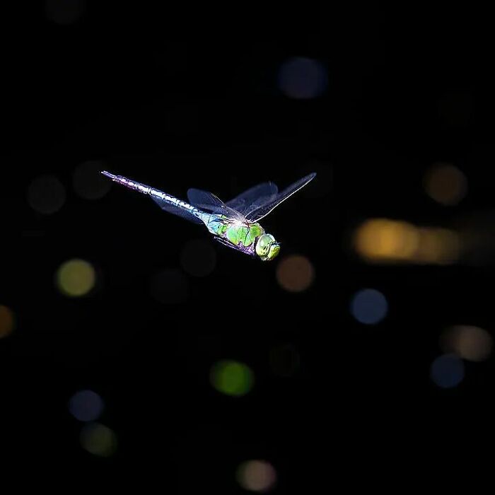 50 Stunning Macro Photos That Reveal The Beauty In Tiny Details