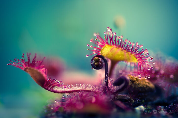 50 Stunning Macro Photos That Reveal The Beauty In Tiny Details