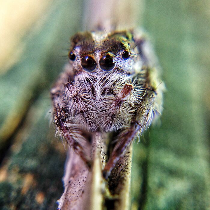 50 Stunning Macro Photos That Reveal The Beauty In Tiny Details